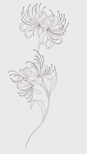 Image of Spider Lilly 🕷️ 