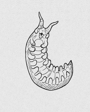 Image of Velvet Worm
