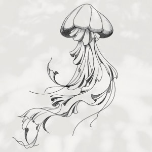 Image of Jellyfish 8-13cm