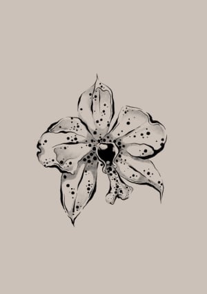 Image of Orchid 