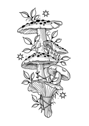 Image of Mushroom bundle