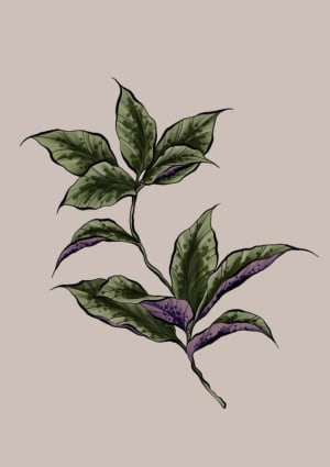 Image of Colour Leaves