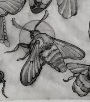 Image of Bee moth 2 