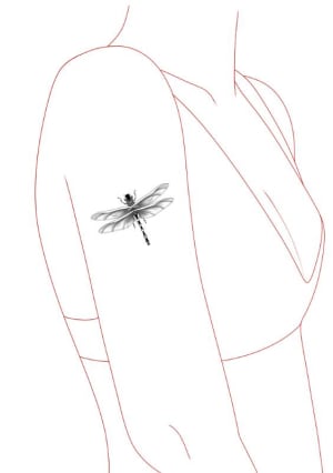 Image of Dragonfly