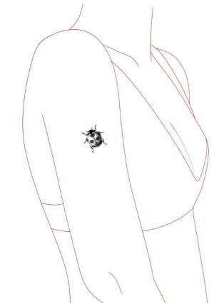 Image of Ladybug