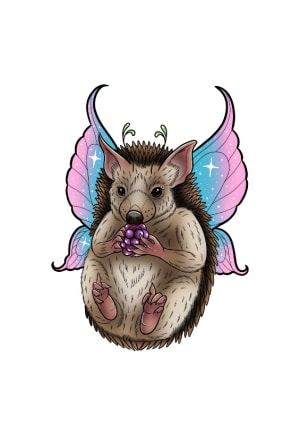 Image of Fairy Long-eared Hedgehog