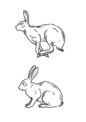 Image of Rabbits