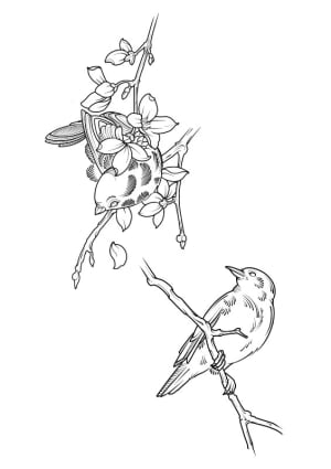 Image of Birds