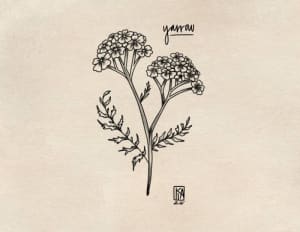 Image of Yarrow