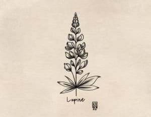Image of Lupine 