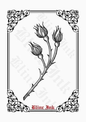 Image of Closed Roses