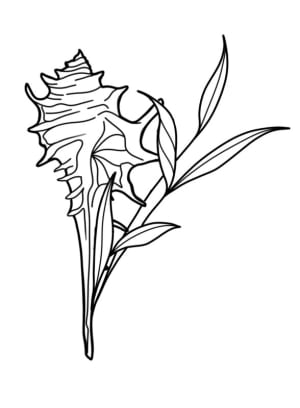 Image of Seashell 
