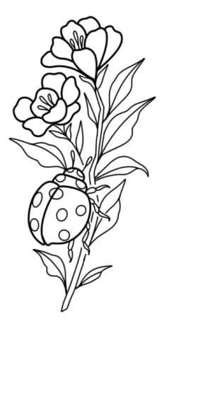 Image of Ladybug 