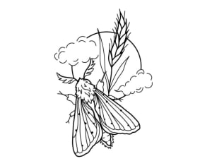 Image of Harvest moth