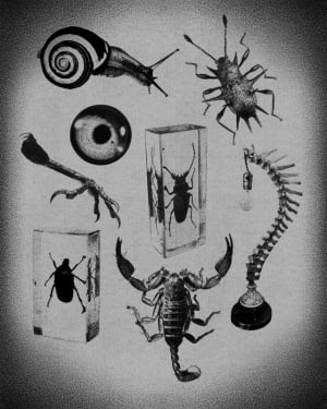 Image of Taxidermy