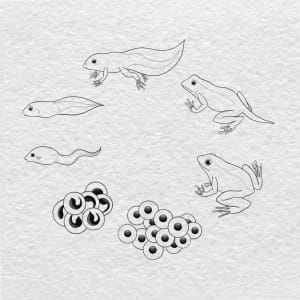 Image of Frog metamorphosis 