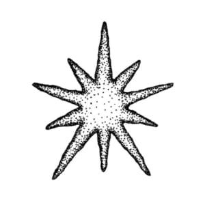 Image of Star III