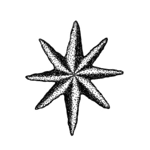 Image of Star V