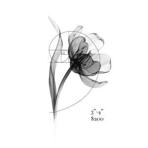Image of golden ratio flower 3”-4”