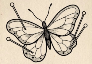 Image of Pinned Butterfly 
