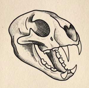 Image of Cat Skull