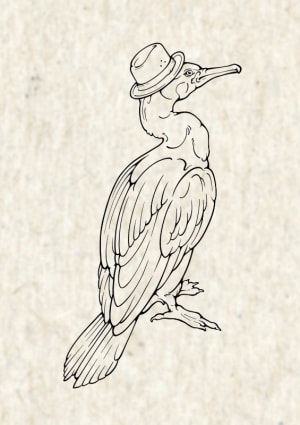 Image of Fedora cormorant
