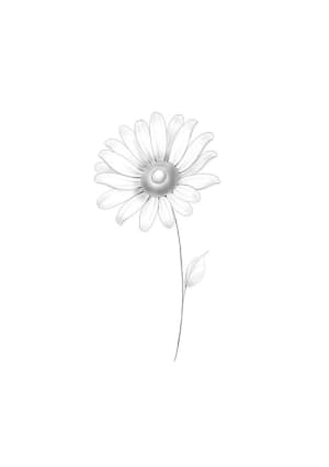 Image of Daisy realism