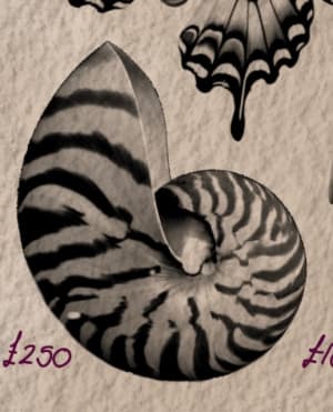 Image of Shell
