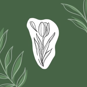 Image of One Tulip