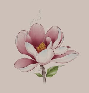 Image of Magnolia