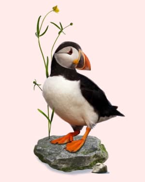 Image of Puffin /med-large