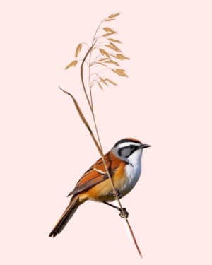 Image of Bird on stem /med