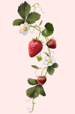 Image of Strawberries /med-large