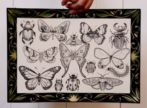 Image of Insects