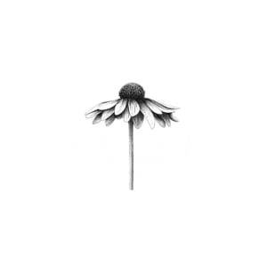Image of Coneflower (Model Design up to 5 inches)