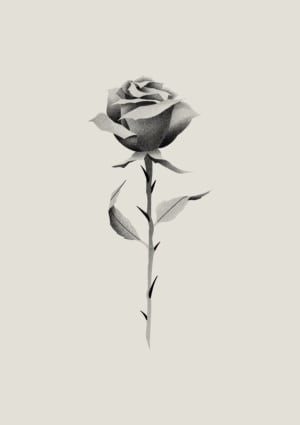 Image of Rose ~ 12cm