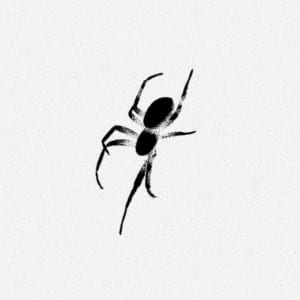 Image of Spider