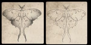 Image of Lunar moth 