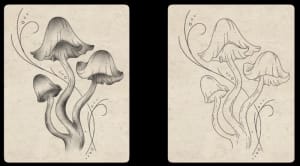 Image of Mushrooms 