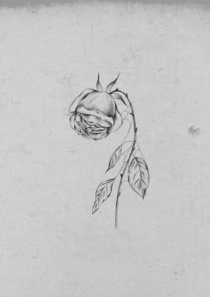 Image of Wilted rose