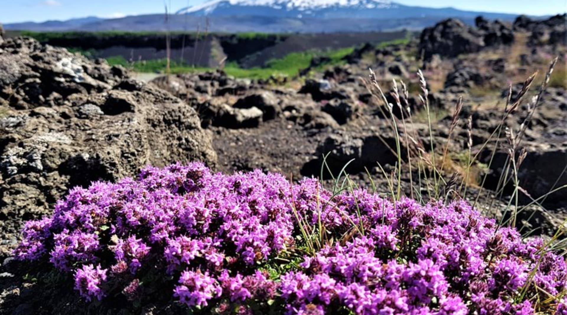 The arctic Thyme blooming and the volcano Hekla in the background