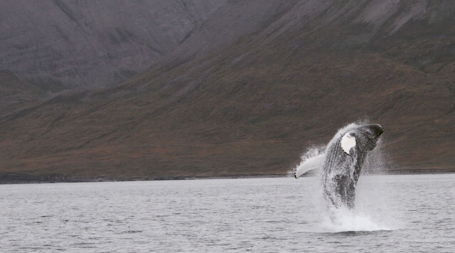 Breaching humpback whale