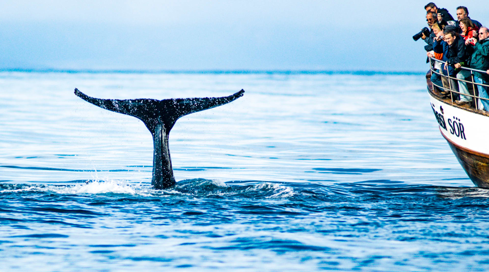 Close encounter with a humpback whale