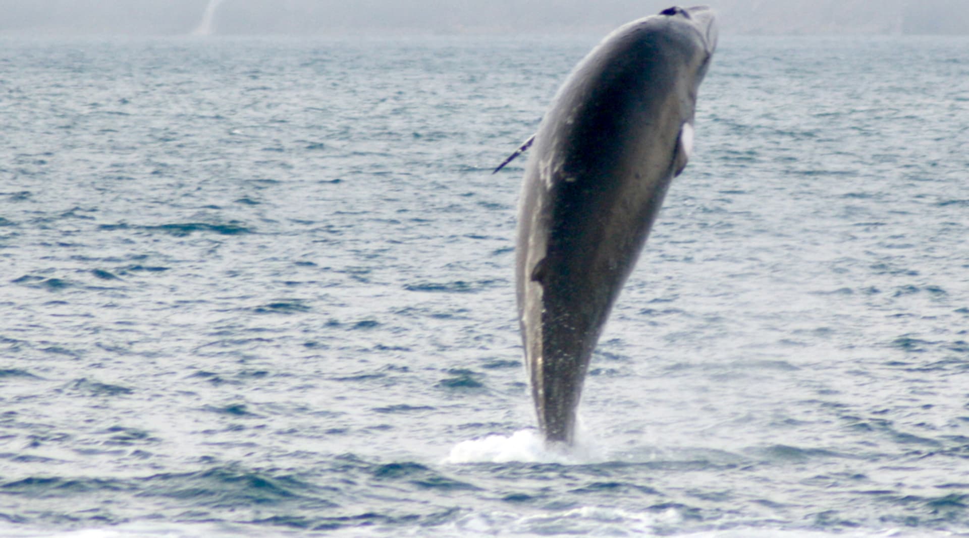 Minke whale having fun seen in a whale watching tour from Dalvik north Iceland