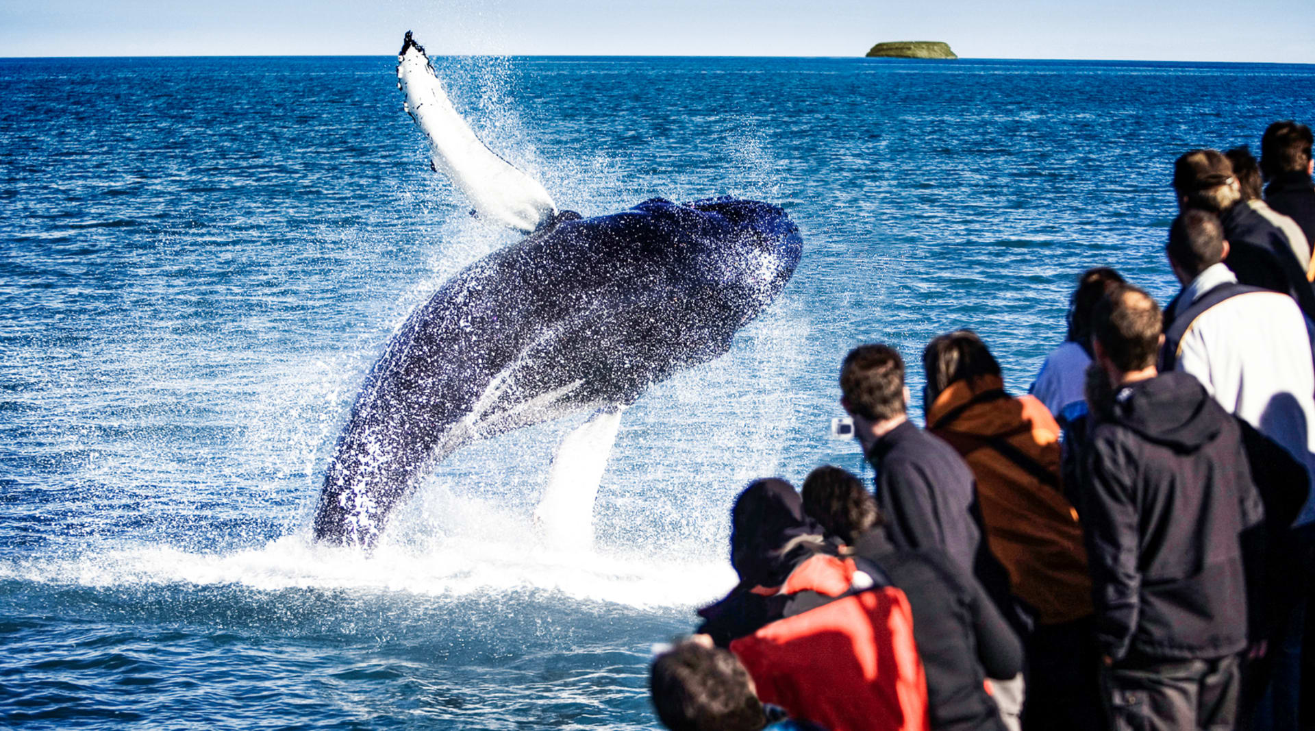 Breaching humpback whale