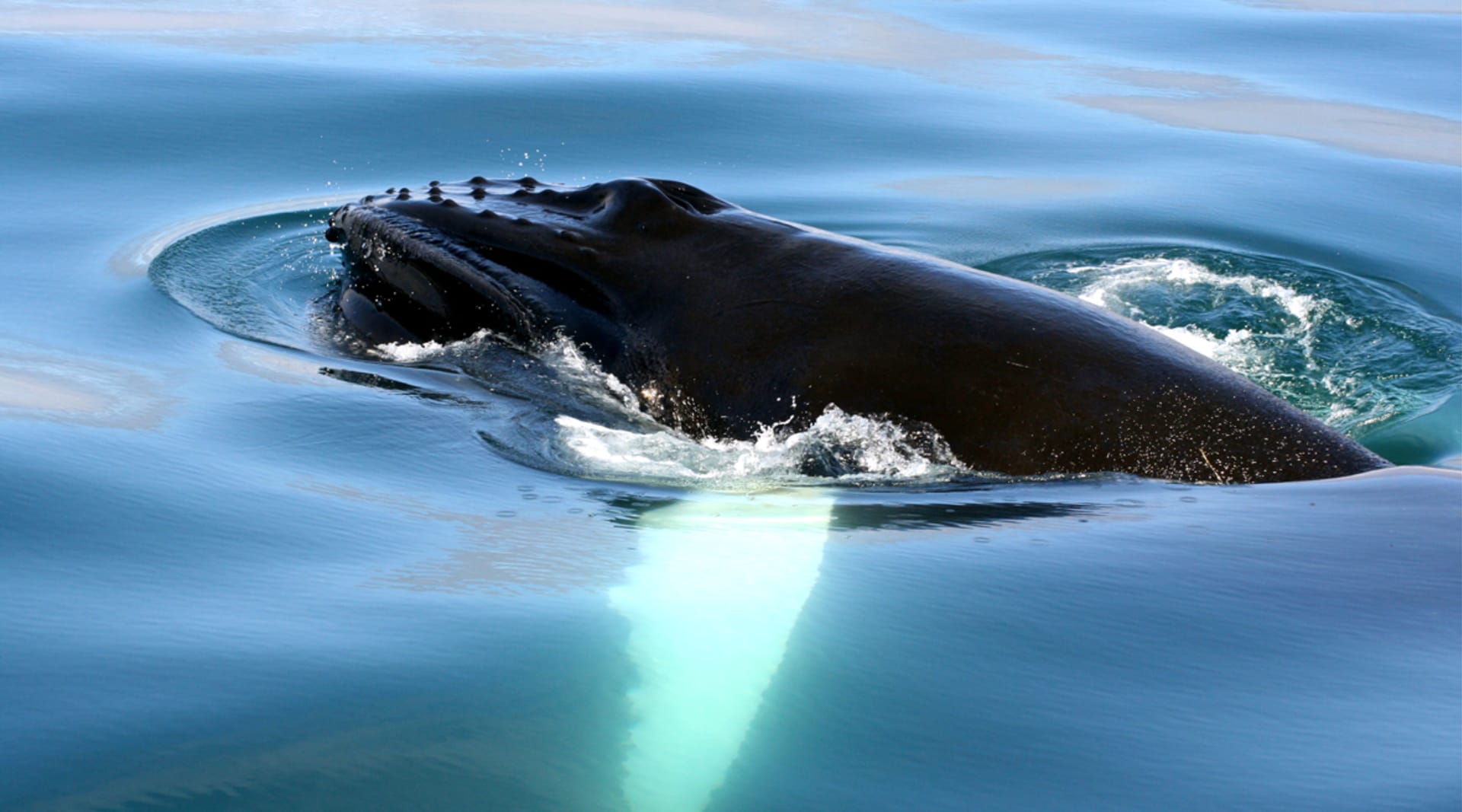 The great humpback whale seen by Arctic Sea Tours Dalvik north Iceland