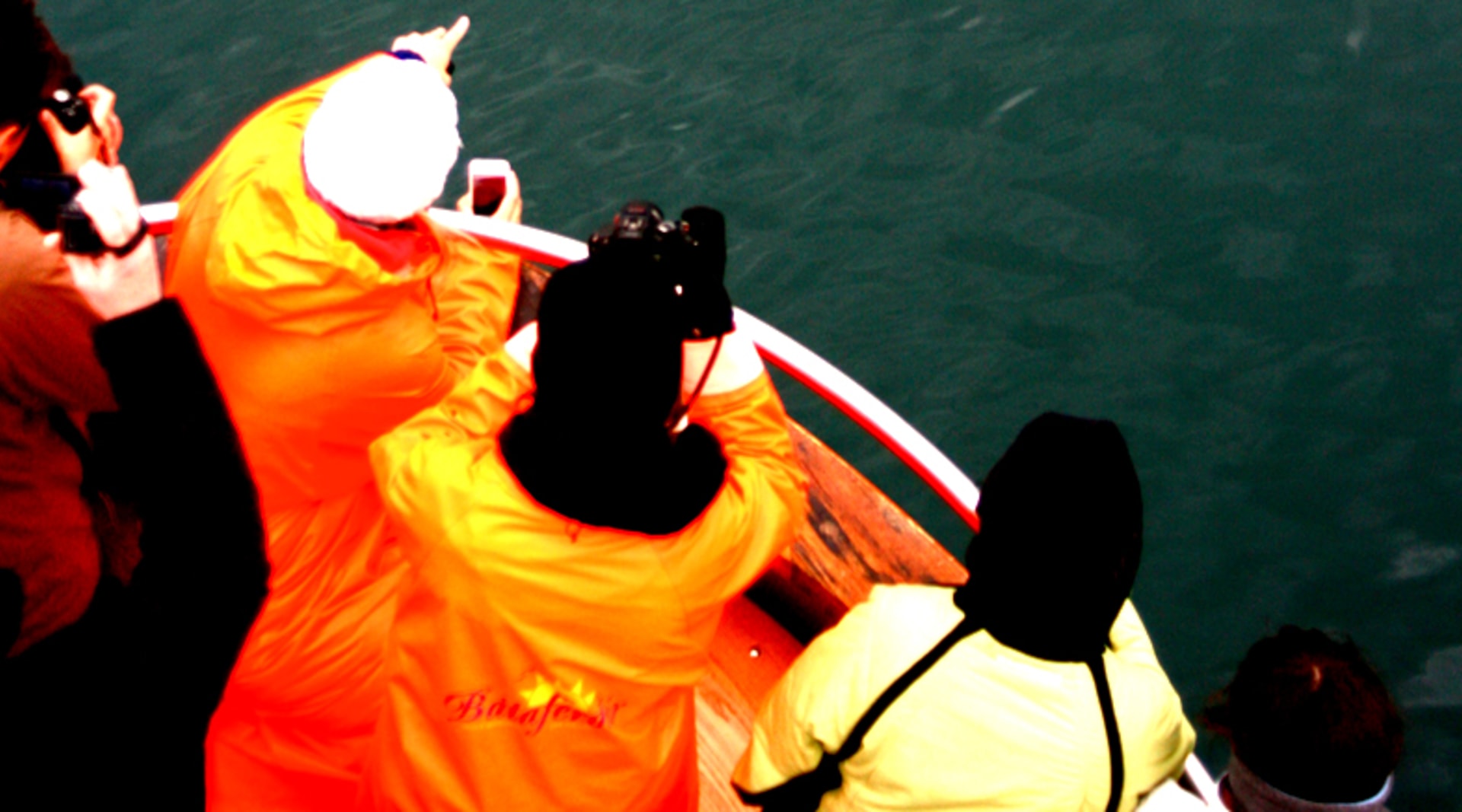 Humpback saying hello in a whale watching tour from Dalvik north Iceland