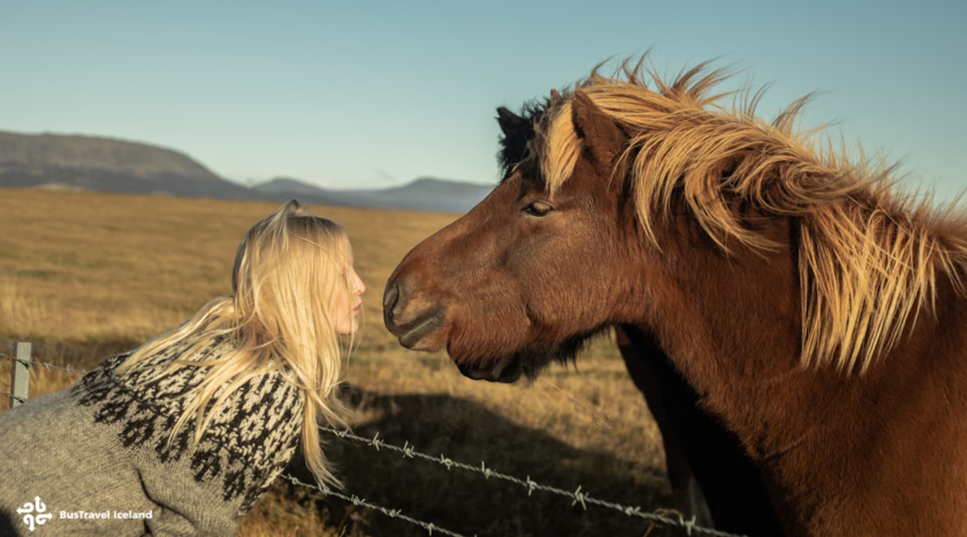 Icelandic horses 