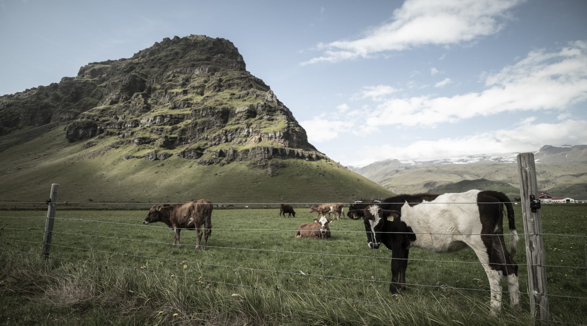 Relaxed cattle in the southern Iceland's countryside