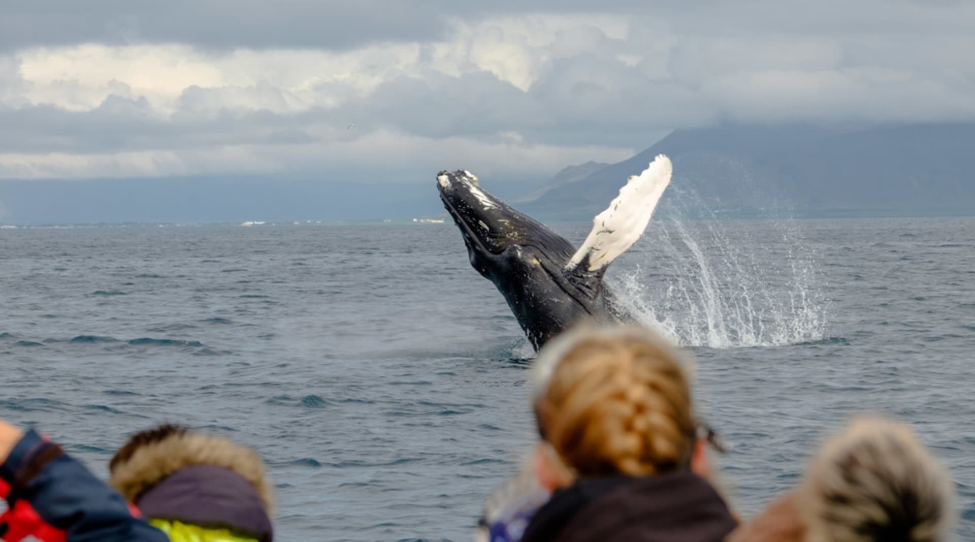 Humpack saying "Hi there"! 